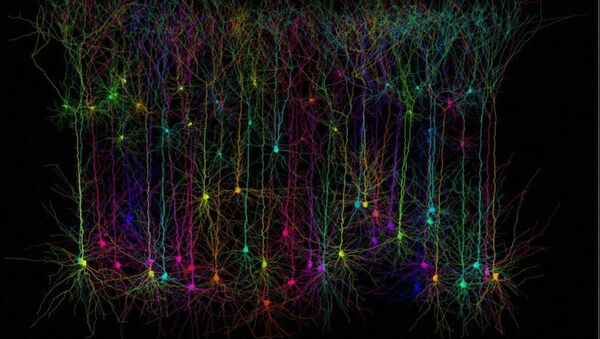 Neurones pyramidaux simulés par ordinateur - Sputnik Afrique