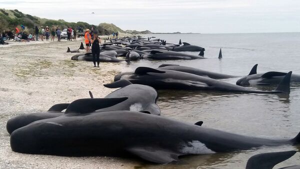 Whales are stranded at Farewell Spit near Nelson, New Zealand Friday, Feb. 10, 2017. - Sputnik Afrique