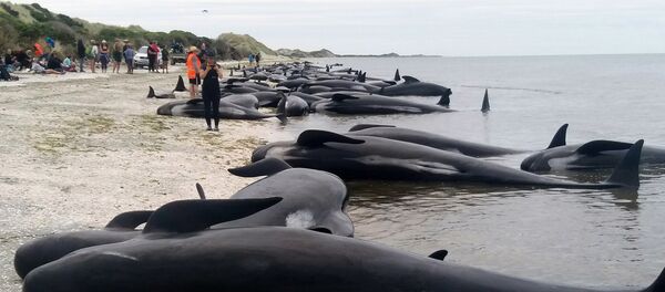 Whales are stranded at Farewell Spit near Nelson, New Zealand Friday, Feb. 10, 2017. - Sputnik Afrique