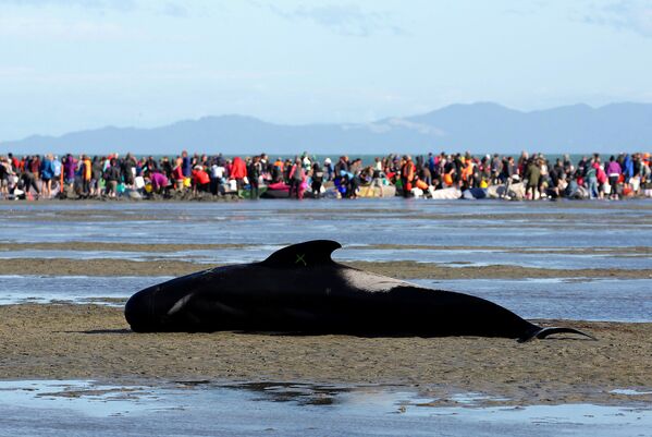Des centaines de baleines-pilotes s'échouent en Nouvelle-Zélande - Sputnik Afrique