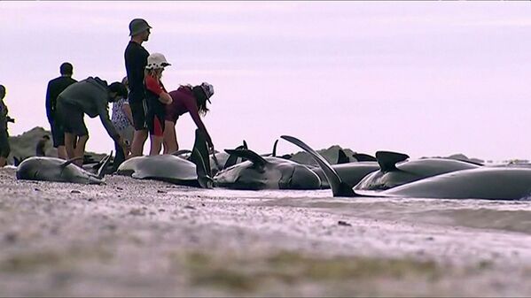 Des centaines de baleines-pilotes s'échouent en Nouvelle-Zélande - Sputnik Afrique