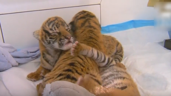 Trois tigres malais sont nés au zoo de Cincinnati - Sputnik Afrique