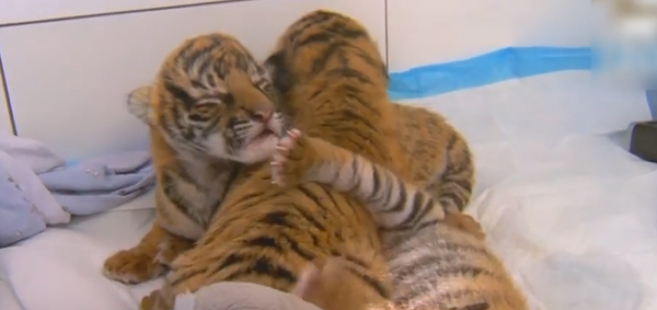 Trois tigres malais sont nés au zoo de Cincinnati - Sputnik Afrique