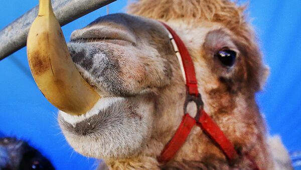 A white camel eats a banana in its enclosure in Frankfurt, Germany, Tuesday, Feb. 7, 2017 - Sputnik Afrique