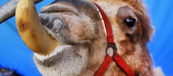 A white camel eats a banana in its enclosure in Frankfurt, Germany, Tuesday, Feb. 7, 2017 A white camel eats a banana in its enclosure in Frankfurt, Germany, Tuesday, Feb. 7, 2017 - Sputnik Afrique