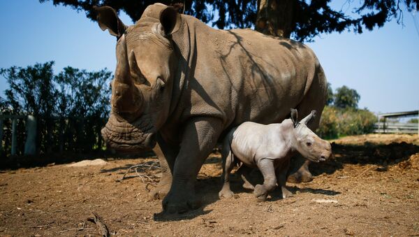 rhinocéros blancs - Sputnik Afrique