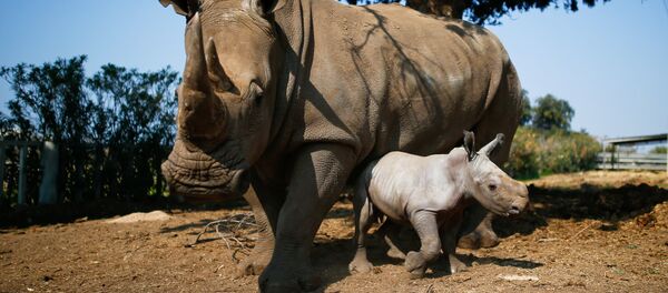 rhinocéros blancs rhinocéros blancs - Sputnik Afrique