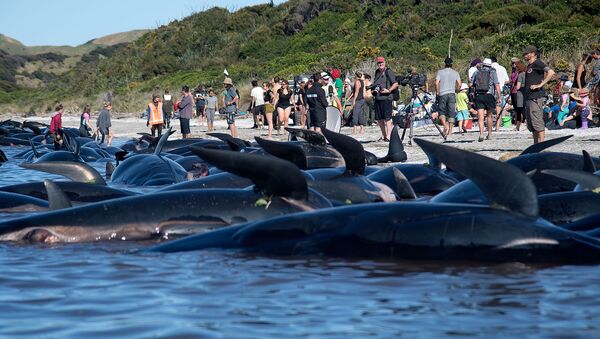 Dead Pilot whales sit on the high tide line during a mass stranding at Farewell Spit on February 11, 2017. - Sputnik Afrique