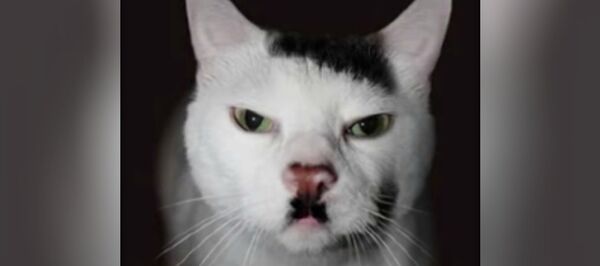 chat Hitler - Sputnik Afrique