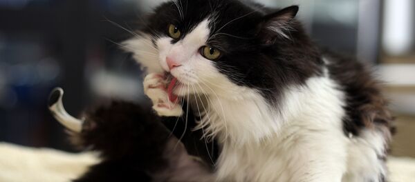 Pooh le chat - Sputnik Afrique