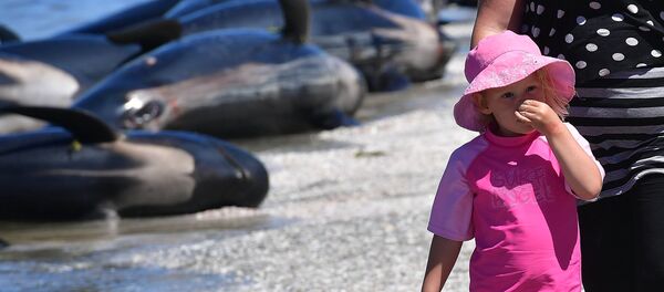 A small child holds her noise at the smell of the dead Pilot whales during a mass stranding at Farewell Spit on February 11, 2017. - Sputnik Afrique