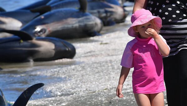 A small child holds her noise at the smell of the dead Pilot whales during a mass stranding at Farewell Spit on February 11, 2017. - Sputnik Afrique