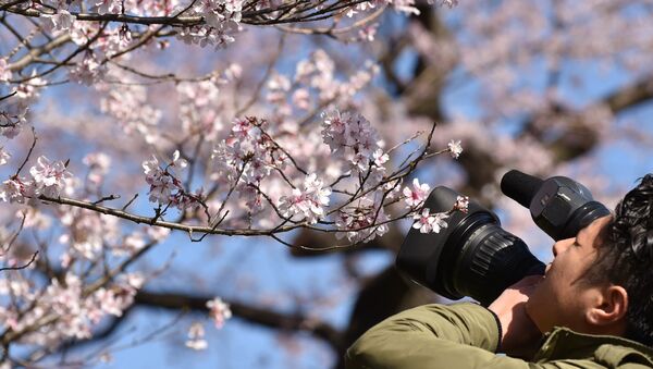A television cameraman films cherry blossoms on Inui Street at the Imperial Palace in Tokyo on March 25, 2016. - Sputnik Afrique