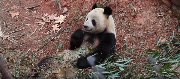 Chine: le panda des JO est mort à 25 ans - Sputnik Afrique