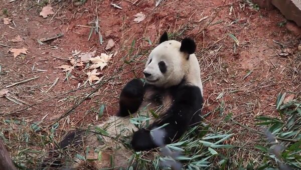 Chine: le panda des JO est mort à 25 ans - Sputnik Afrique