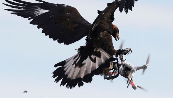 A golden eagle grabs a flying drone during a military training exercise at Mont-de-Marsan French Air Force base, Southwestern France, February 10, 2017.  - Sputnik Afrique