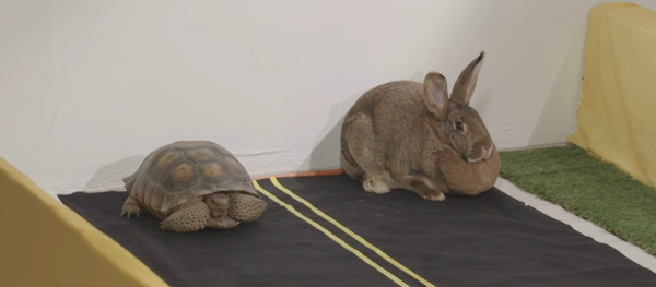 Lièvre vs. tortue: la course qui a captivé des millions d’internautes - Sputnik Afrique