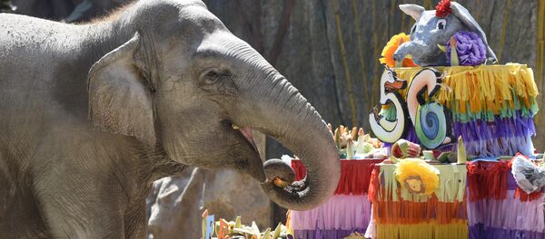 Elephant Trompita Elephant Trompita - Sputnik Afrique