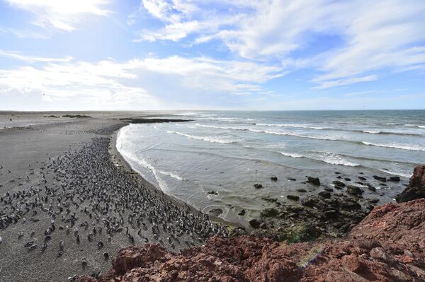 Punta Tombo - Sputnik Afrique
