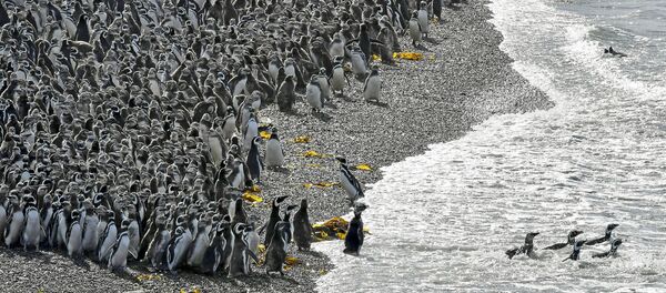 Penguins, Punta Tombo - Sputnik Afrique