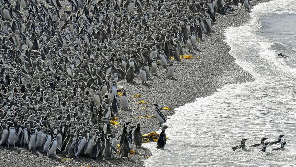 Penguins, Punta Tombo - Sputnik Afrique