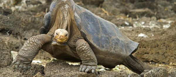 Lonesome George walking. October 2008 - Sputnik Afrique