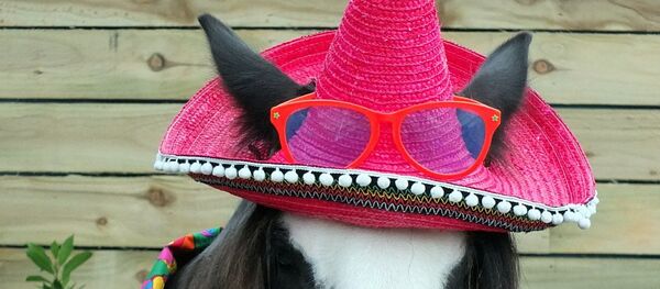 cheval - Sputnik Afrique