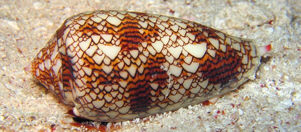 Улитка-конус - Sputnik Afrique