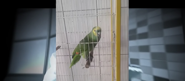 Le perroquet qui chante aussi bien que Rihanna - Sputnik Afrique