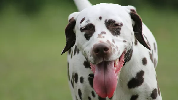 Le chien - Sputnik Afrique