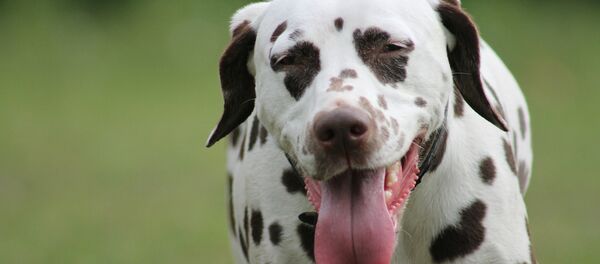 chien - Sputnik Afrique