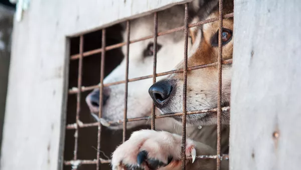 Chiens - Sputnik Afrique