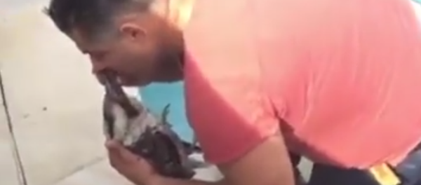 Il sauve un oiseau en lui faisant... le bouche-a-bouche! - Sputnik Afrique