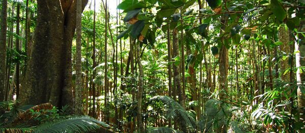 Fotêt tropicale - Sputnik Afrique