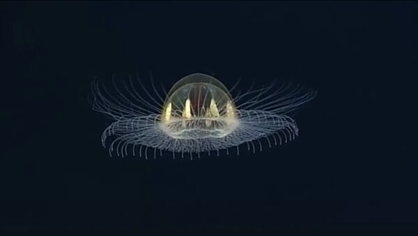 Une méduse «cosmique» au fond de la mer - Sputnik Afrique