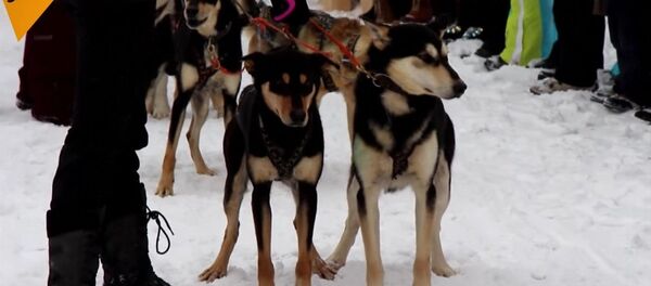 Une course annuelle de chiens de traineaux à Baïkal - Sputnik Afrique