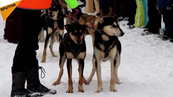 Une course annuelle de chiens de traineaux à Baïkal - Sputnik Afrique