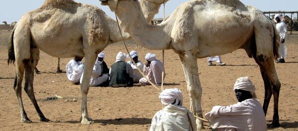 Des chameaux - Sputnik Afrique