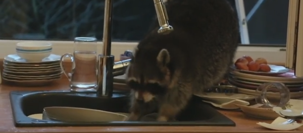 Un raton laveur obsédé par la vaisselle - Sputnik Afrique