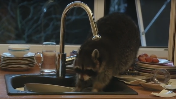 Un raton laveur obsédé par la vaisselle - Sputnik Afrique