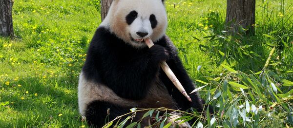 Panda - Sputnik Afrique