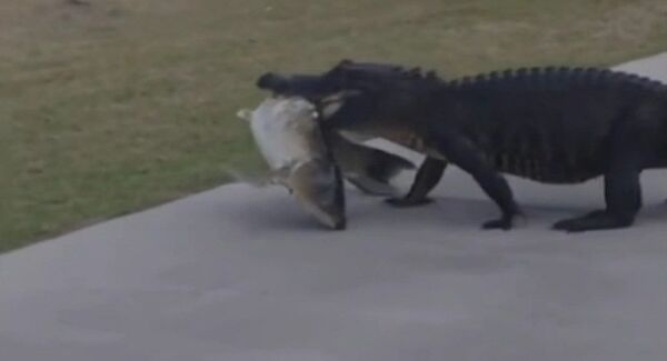 Quand un alligator décide de faire un pique-nique en plein tournois de golf - Sputnik Afrique