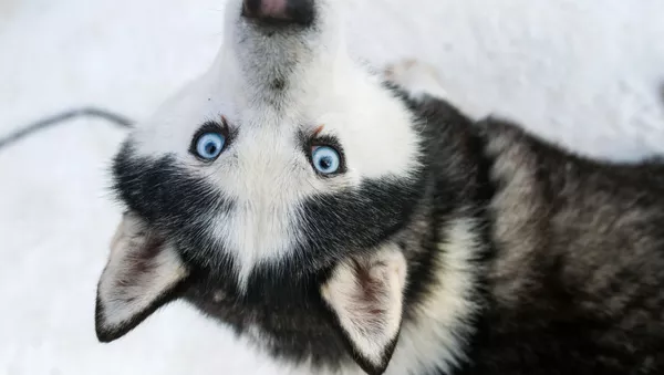 husky - Sputnik Afrique