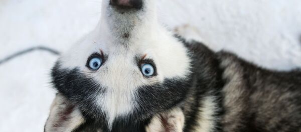 husky husky - Sputnik Afrique