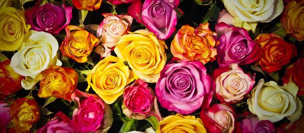 roses roses - Sputnik Afrique