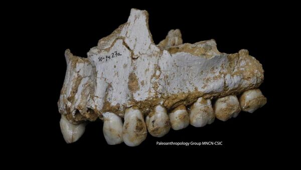 This photo provided by Paleoanthropology Group MNCN-CSIC shows an El Sidron upper jaw: a dental calculus deposit is visible on the rear molar, right, of this Neanderthal. - Sputnik Afrique