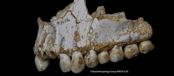 This photo provided by Paleoanthropology Group MNCN-CSIC shows an El Sidron upper jaw: a dental calculus deposit is visible on the rear molar, right, of this Neanderthal. - Sputnik Afrique