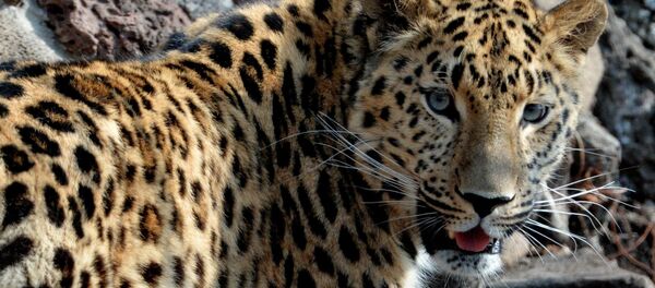 un léopard (image d'illustration) - Sputnik Afrique