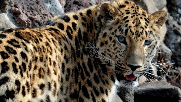 un léopard (image d'illustration) - Sputnik Afrique