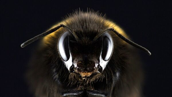 abeille - Sputnik Afrique